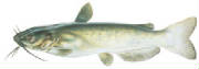 channelcatfish.jpg